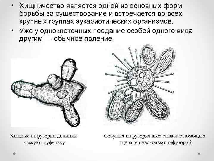  • Хищничество является одной из основных форм борьбы за существование и встречается во