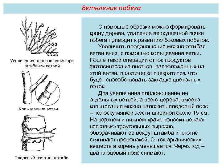 Ветвление побега Увеличение плодоношения при отгибании ветвей Кольцевание ветви Плодовый пояс на штамбе С