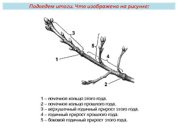 Подведем итоги. Что изображено на рисунке: 1 – почечное кольцо этого года. 2 –