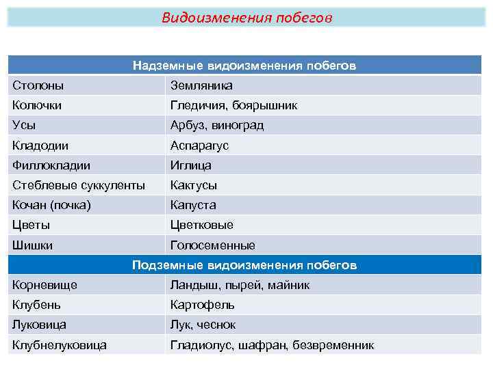 Видоизменения побегов Надземные видоизменения побегов Столоны Земляника Колючки Гледичия, боярышник Усы Арбуз, виноград Кладодии