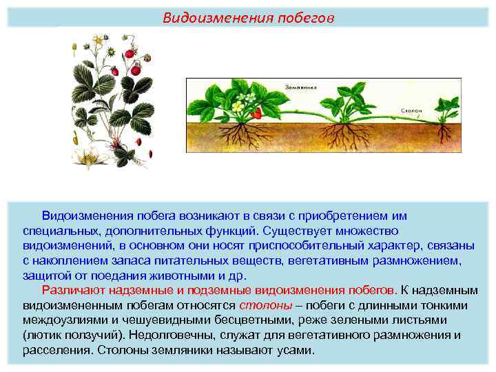 Видоизменения побегов Видоизменения побега возникают в связи с приобретением им специальных, дополнительных функций. Существует