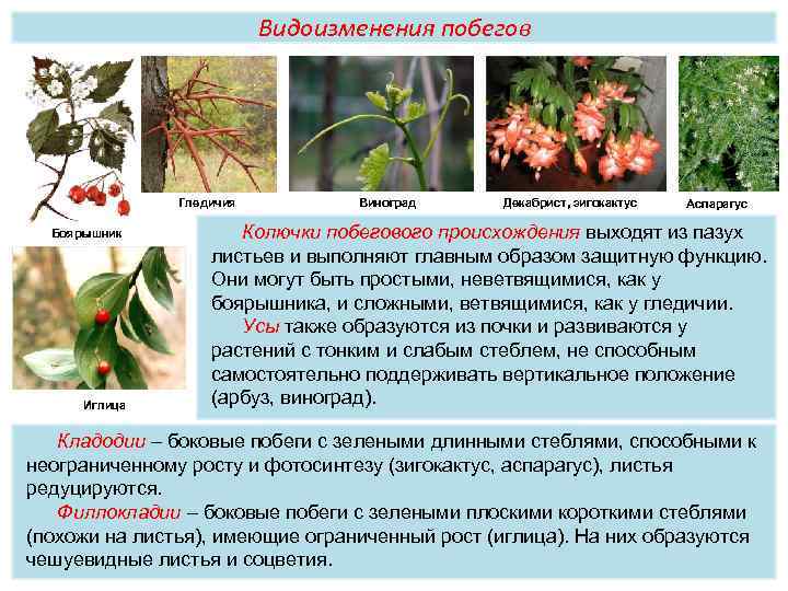Видоизменения побегов Гледичия Боярышник Иглица Виноград Декабрист, зигокактус Аспарагус Колючки побегового происхождения выходят из