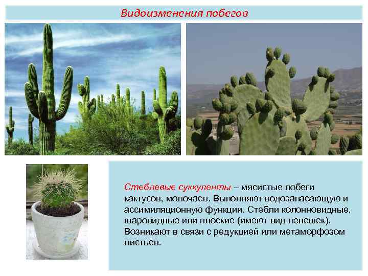 Видоизменения побегов Стеблевые суккуленты – мясистые побеги кактусов, молочаев. Выполняют водозапасающую и ассимиляционную функции.
