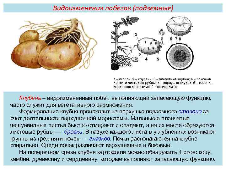 Видоизменения побегов (подземные) 1 – столон; 2 – клубень; 3 – основание клубня; 4