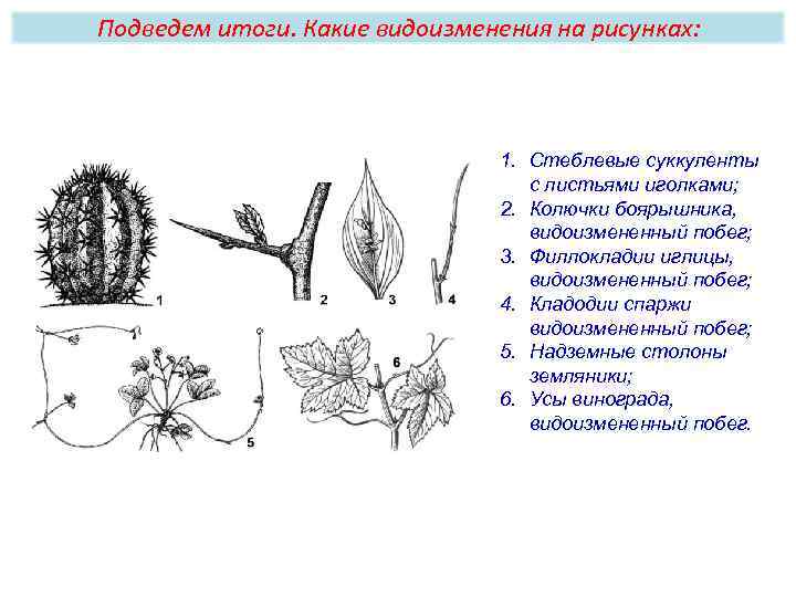 Какие видоизменения листьев изображены на рисунке у кактуса гороха росянки саррацении непентеса алоэ