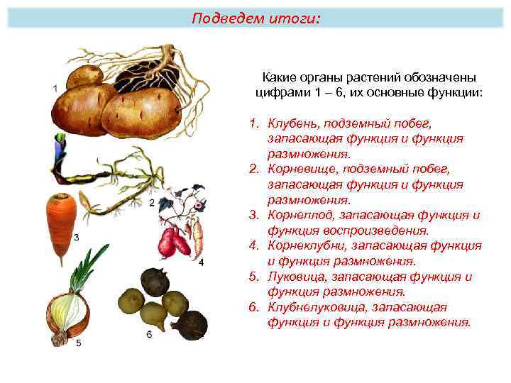 Подведем итоги: Какие органы растений обозначены цифрами 1 – 6, их основные функции: 1.