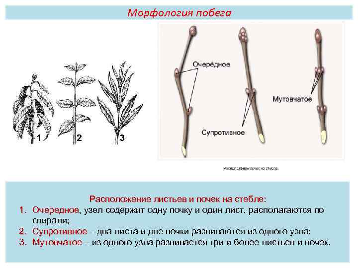 Лабораторная строение почек расположение почек на стебле