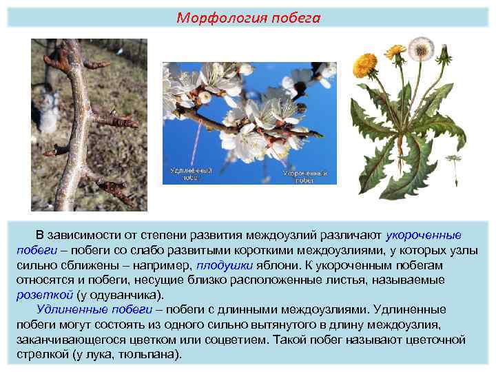 Морфология побега В зависимости от степени развития междоузлий различают укороченные побеги – побеги со