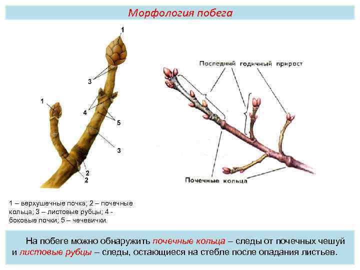 Морфология побега 1 – верхушечные почка; 2 – почечные кольца; 3 – листовые рубцы;