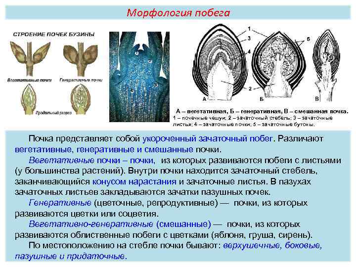 Морфология побега А – вегетативная, Б – генеративная, В – смешанная почка. 1 –