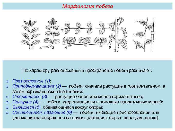 Морфология побега По характеру расположения в пространстве побеги различают: o Прямостоячие (1); o Приподнимающиеся