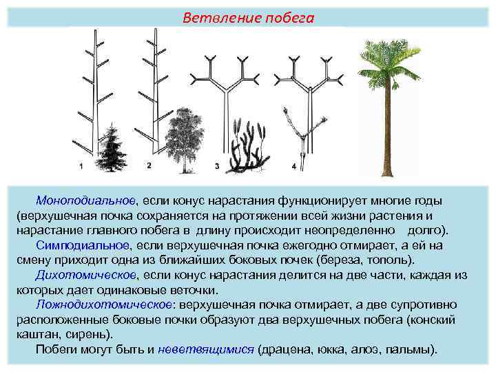 Ветвление побега Моноподиальное, если конус нарастания функционирует многие годы (верхушечная почка сохраняется на протяжении