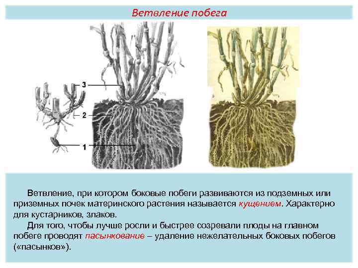 Ветвление побега Ветвление, при котором боковые побеги развиваются из подземных или приземных почек материнского