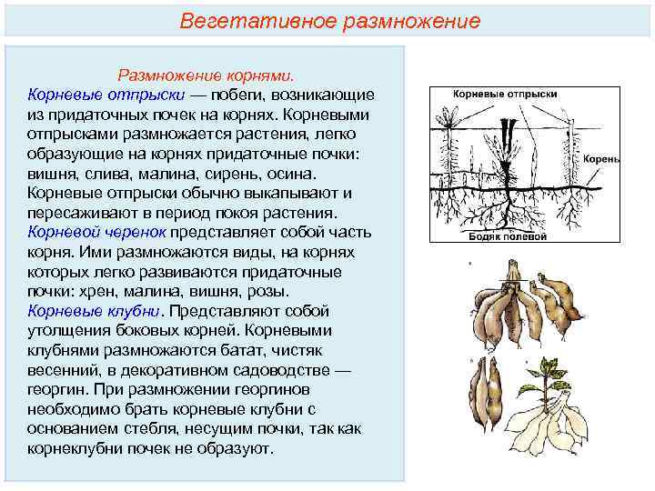 Вегетативные георгины фото и описание сорта
