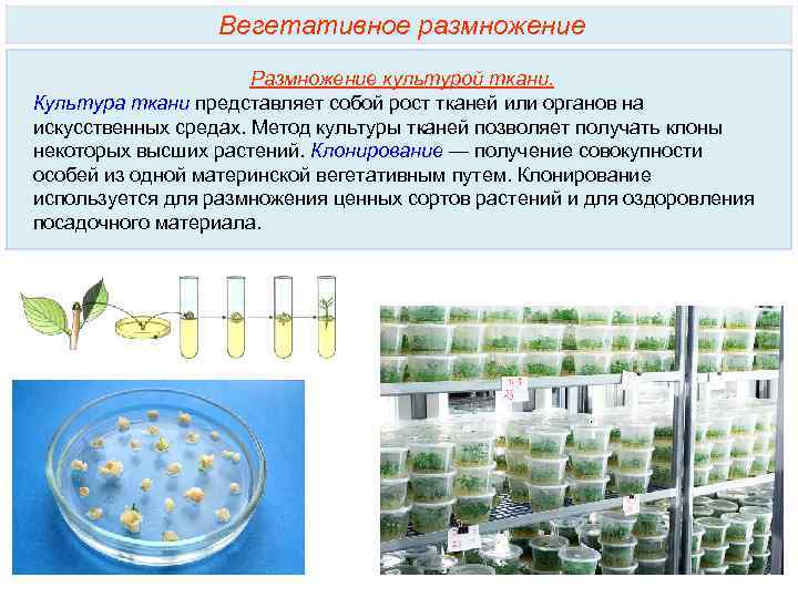 Культивирование клеток и тканей растений