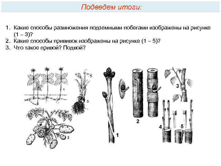 Подведем итоги: 1. Какие способы размножения подземными побегами изображены на рисунке (1 – 3)?
