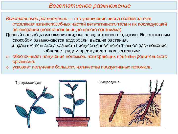 Вегетативное размножение — это увеличение числа особей за счет отделения жизнеспособных частей вегетативного тела