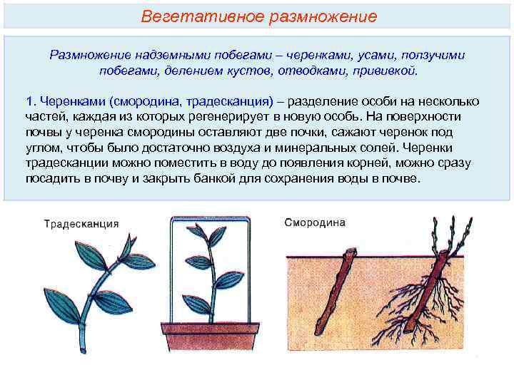 Вегетативное размножение Размножение надземными побегами – черенками, усами, ползучими побегами, делением кустов, отводками, прививкой.