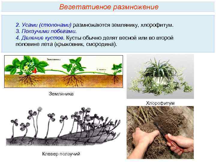 Вегетативное размножение 2. Усами (столонами) размножаются землянику, хлорофитум. 3. Ползучими побегами. 4. Деление кустов.