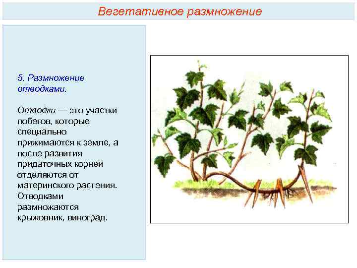 Вегетативное размножение растений примеры таблица. Вегетативное размножение растений. Способы вегетативного размножения побегами. Отводки вегетативное размножение. Размножение отводками и ползучими побегами.