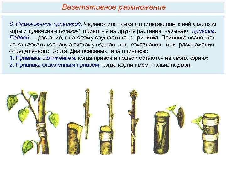 Вегетативное размножение 6. Размножение прививкой. Черенок или почка с прилегающим к ней участком коры