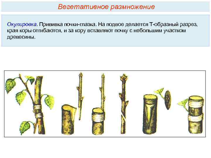 Вегетативное размножение прививкой инструкция