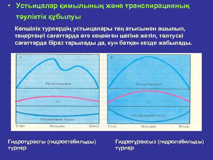  • Устьицалар қимылының және транспирацияның тәулiктiк құбылуы Көпшiлiк турлердiң устьицалары таң атысымен ашылып,