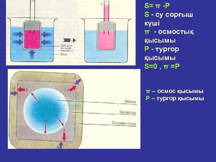 S= π Р S cу сорғыш күші π осмостық қысымы Р тургор қысымы S=0
