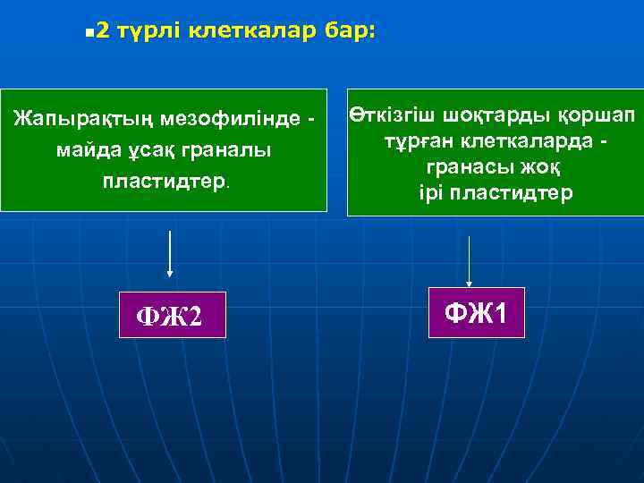 2 түрлі клеткалар бар: n Жапырақтың мезофилінде майда ұсақ граналы пластидтер. ФЖ 2 Өткізгіш