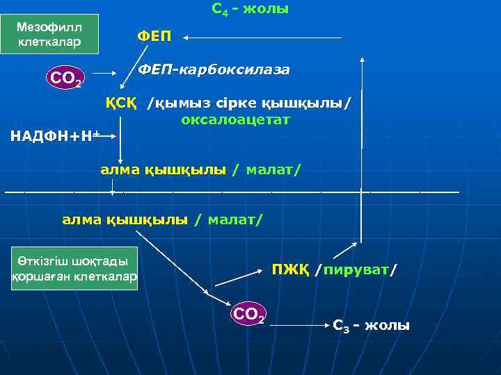 C 4 - жолы Мезофилл клеткалар ФЕП-карбоксилаза СО 2 НАДФН+Н+ ҚСҚ /қымыз сірке қышқылы/