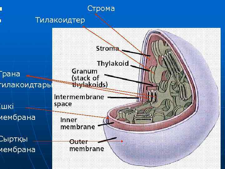 Строма n n Тилакоидтер Грана тилакоидтары Ішкі мембрана Сыртқы мембрана 