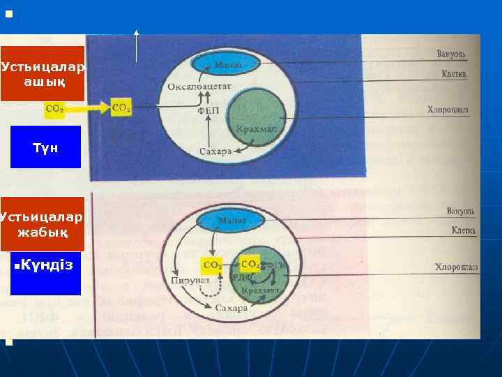 n Устьицалар ашық Түн Устьицалар жабық n Күндіз n n 