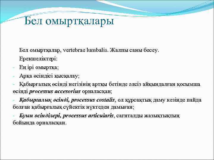 Бел омыртқалары Бел омыртқалар, vertebrae lumbalis. Жалпы саны бесеу. Ерекшеліктері: - Ең ірі омыртқа;
