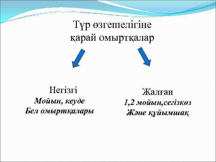 Түр өзгешелігіне қарай омыртқалар Негізгі Мойын, кеуде Бел омыртқалары Жалған 1, 2 мойын, сегізкөз