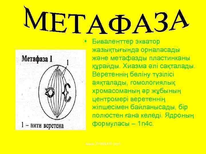 i • Биваленттер экватор жазықтығында орналасады және метафазды пластинканы құрайды. Хиазма әлі сақталады. Веретеннің