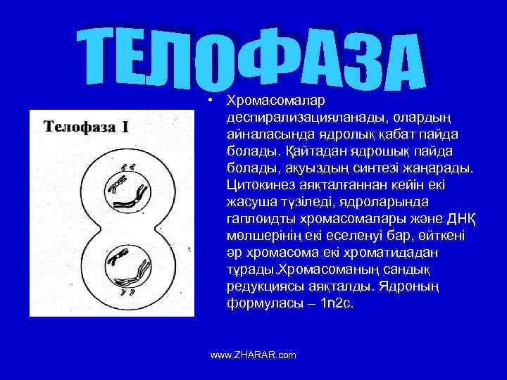  • Хромасомалар деспирализацияланады, олардың айналасында ядролық қабат пайда болады. Қайтадан ядрошық пайда болады,