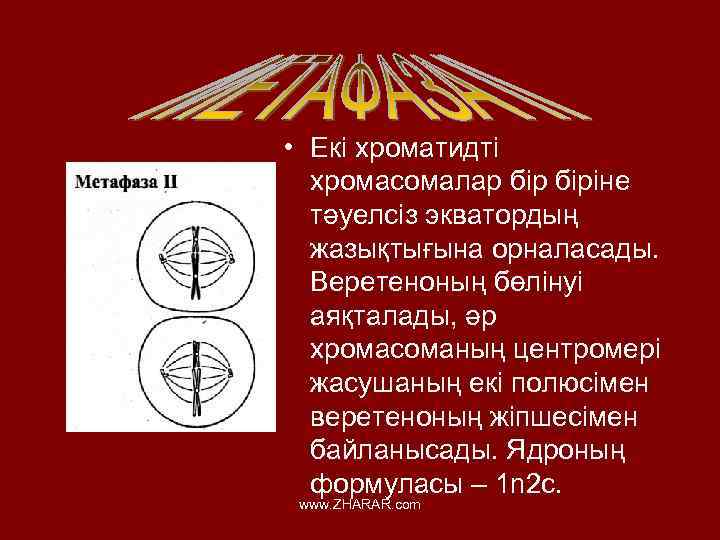  • Екі хроматидті хромасомалар біріне тәуелсіз экватордың жазықтығына орналасады. Веретеноның бөлінуі аяқталады, әр