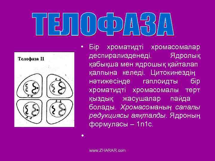  • Бір хроматидті хромасомалар деспирализденеді. Ядролық қабықша мен ядрошық қайталап қалпына келеді. Цитокинездің