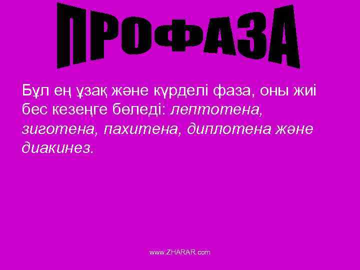 Бұл ең ұзақ және күрделі фаза, оны жиі бес кезеңге бөледі: лептотена, зиготена, пахитена,