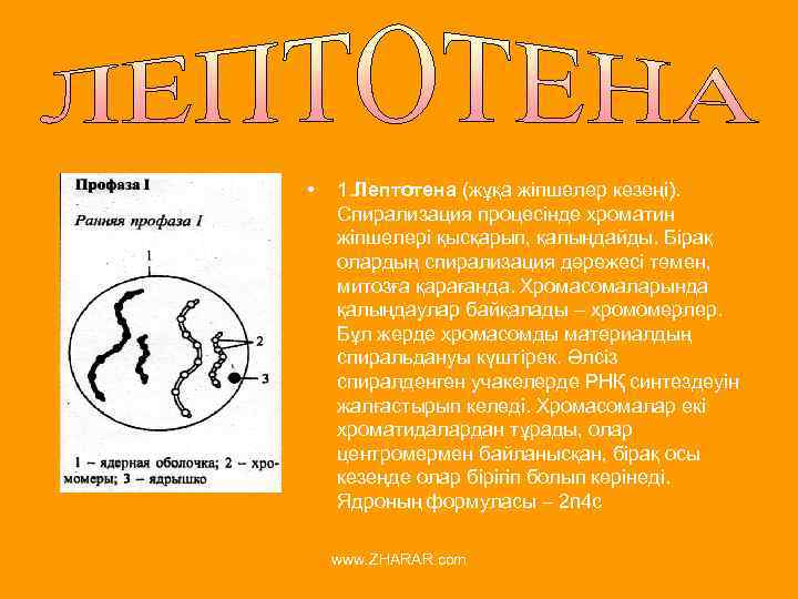  • 1. Лептотена (жұқа жіпшелер кезеңі). Спирализация процесінде хроматин жіпшелері қысқарып, қалыңдайды. Бірақ