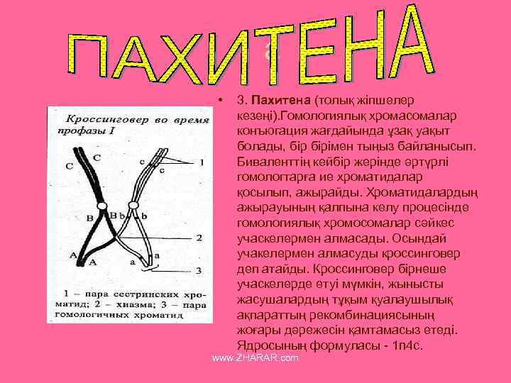 a • 3. Пахитена (толық жіпшелер кезеңі). Гомологиялық хромасомалар конъюгация жағдайында ұзақ уақыт болады,