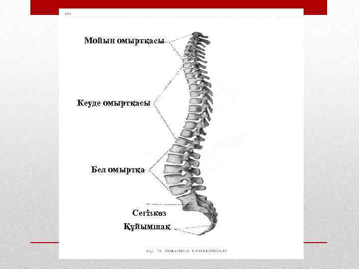 Мойын омыртқасы Кеуде омыртқасы Бел омыртқа Сегізкөз Құйымшақ 