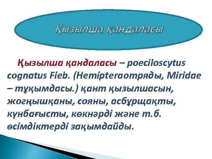 Қызылша қандаласы – poeciloscytus cognatus Fieb. (Hemipteraотряды, Miridae – тұқымдасы. ) қант қызылшасын, жогңышқаны,