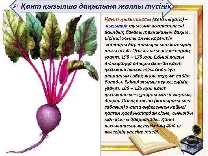 Ø Қант қызылша дақылына жалпы түсінік Қант қызылшасы (Beta vulgarіs) – қызылша туысына жататын