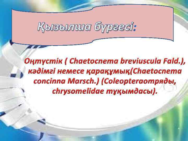 Қызылша бүргесі Оңтүстік ( Chaetocnema breviuscula Fald. ), кәдімгі немесе қарақұмық(Сhaetocnema concinna Marsch. )
