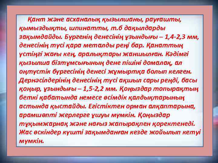  Қант және асханалық қызылшаны, рауғашты, қымыздықты, шпинатты, т. б дақылдарды зақымдайды. Бүргенің денесінің