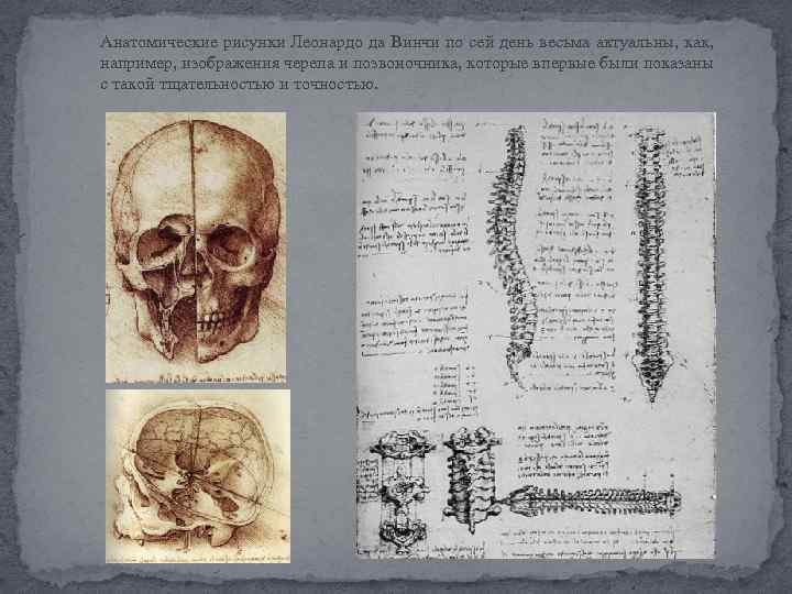 Анатомические рисунки Леонардо да Винчи по сей день весьма актуальны, как, например, изображения черепа