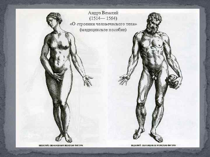 Андрэ Везалий (1514— 1564) «О строении человеческого тела» (медицинское пособие) 