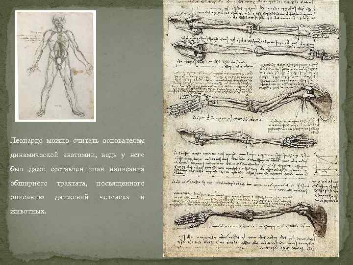 Леонардо можно считать основателем динамической анатомии, ведь у него был даже составлен план написания