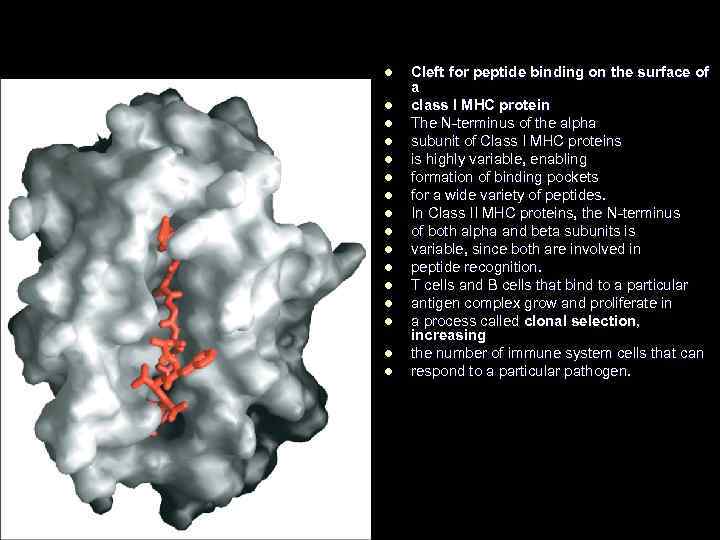 l l l l Cleft for peptide binding on the surface of a class